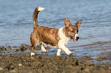 CORGI CARDIGAN 081